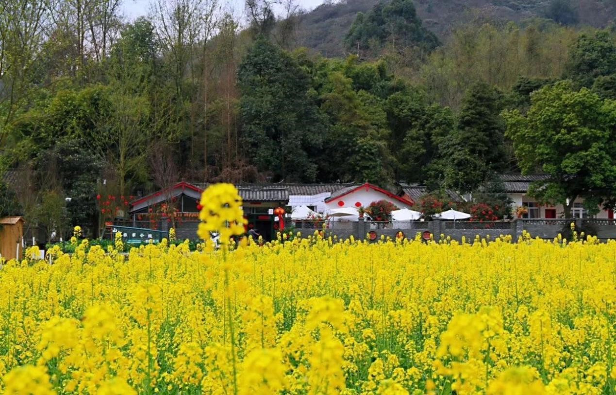 崇州文旅集團“線上+線下(xià)”雙融合全面激發竹藝村(cūn)消費(fèi)活力2